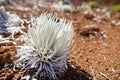 Haleakala silversword, highly endangered flowering plant endemic to the island of Maui, Hawaii. Argyroxiphium sandwicense subsp. s Royalty Free Stock Photo