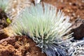 Haleakala silversword, highly endangered flowering plant endemic to the island of Maui, Hawaii. Argyroxiphium sandwicense subsp. s Royalty Free Stock Photo