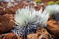 Haleakala silversword, highly endangered flowering plant endemic to the island of Maui, Hawaii. Argyroxiphium sandwicense subsp. s Royalty Free Stock Photo