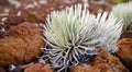 Haleakala silversword, highly endangered flowering plant endemic to the island of Maui, Hawaii. Argyroxiphium sandwicense subsp. s Royalty Free Stock Photo