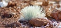 Haleakala silversword, highly endangered flowering plant endemic to the island of Maui, Hawaii. Argyroxiphium sandwicense subsp. s Royalty Free Stock Photo