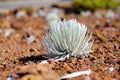 Haleakala silversword, highly endangered flowering plant endemic to the island of Maui, Hawaii. Argyroxiphium sandwicense subsp. s Royalty Free Stock Photo