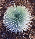 Haleakala Silversword