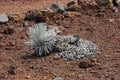 Haleakala silversword plant