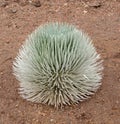 Haleakala silversword