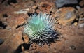 Haleakala Silverswords