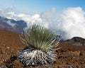 Haleakala Silversword: endangered species Royalty Free Stock Photo