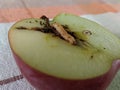 Half an apple with a worm Royalty Free Stock Photo
