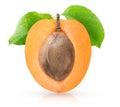 Half of apricot with kernel Royalty Free Stock Photo