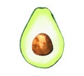 Half avocado. Fruit cut. Watercolour illustration isolated on white.