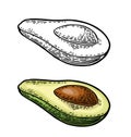 Half avocado with seed. Vector vintage engraved color