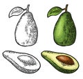 Half avocado with seed. Vector vintage engraving color