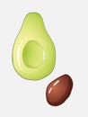 Half avocado with separeted seed colorful sketch illustration