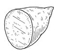 Half batatas. Vintage engraving vector black illustration. Isolated on white