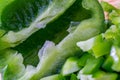 Half bell pepper. Raw green pepper sliced small pieces. Health vegetarian food. Macro. Soft focus.