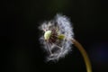 Half blew dandelion Royalty Free Stock Photo