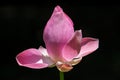 Half Bloom Pink Lotus