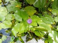 Half blooming purple water lilies in the mud pond