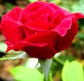 a half-blooming red rose flower in the garden