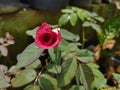 half-blooming roses, besides the beautiful flowers, the stems are thorny and the leaves are greenish, suitable in the tropics