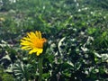 Half blooming yellow dandelion on a background of green grass