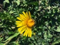 Half blooming yellow dandelion on a background of green grass