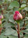 half-blossomed buds of dark red roses close-up Royalty Free Stock Photo