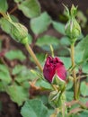 half-blossomed buds of dark red roses close-up Royalty Free Stock Photo