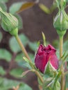 half-blossomed buds of dark red roses close-up Royalty Free Stock Photo