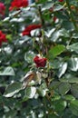 half-blossomed buds of dark red roses close-up Royalty Free Stock Photo