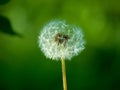 Half blowed dandelion on green