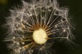 Half blown Dandelion `clock` seed head Royalty Free Stock Photo