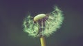Half blown dandelion Royalty Free Stock Photo