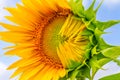 Half-blown sunflower close-up in the rays of the summer sun Royalty Free Stock Photo