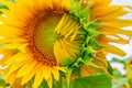 Half-blown sunflower close-up in the rays of the summer sun Royalty Free Stock Photo