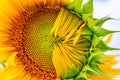Half-blown sunflower close-up in the rays of the summer sun Royalty Free Stock Photo