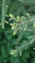 Young needles on the branches of spruce Royalty Free Stock Photo