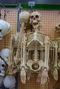 Half body human skeleton for Halloween