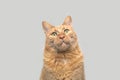 Half body portrait of funny red cat on gray background. Royalty Free Stock Photo