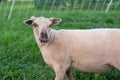 Half body of young lamb in front of fence