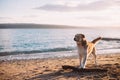 Half breed dog at the beach playing with wooden stick during sunset Royalty Free Stock Photo