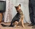 Half-breed dog German shepherd close-up Royalty Free Stock Photo