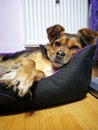 Half breed dog resting in his bed Royalty Free Stock Photo