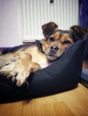 Half breed dog resting in his bed Royalty Free Stock Photo