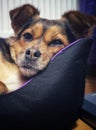 Half breed dog resting in his bed Royalty Free Stock Photo