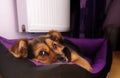 Half breed dog resting on his bed Royalty Free Stock Photo