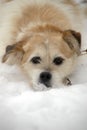Half-breed lap dog Royalty Free Stock Photo