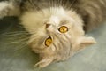 Half breed Persian cat in close up Royalty Free Stock Photo