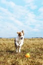 Cute puppy dog is playing Royalty Free Stock Photo