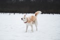 Half-breed shepherd and husky shakes off the snow in nature. Adorable white fluffy pet dog with red collar walks in winter snow